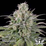 Humboldt Seed Organization AUTOMATIC U.K. Cheese